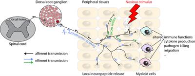 Control of myeloid cell functions by nociceptors
